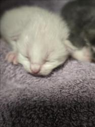 Shelter Stray Unknown Cat last seen , West Valley Animal Shelter, 20655 Plummer St, Chatsworth, CA 91311, USA