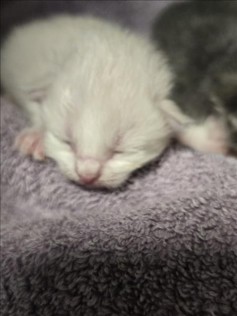 Shelter Stray Unknown Cat last seen , West Valley Animal Shelter, 20655 Plummer St, Chatsworth, CA 91311, USA