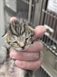 Shelter Stray Unknown Cat last seen , West Valley Animal Shelter, 20655 Plummer St, Chatsworth, CA 91311, USA