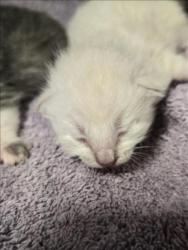 Shelter Stray Unknown Cat last seen , West Valley Animal Shelter, 20655 Plummer St, Chatsworth, CA 91311, USA