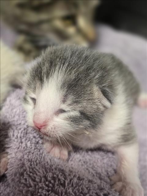 Shelter Stray Unknown Cat last seen , West Valley Animal Shelter, 20655 Plummer St, Chatsworth, CA 91311, USA