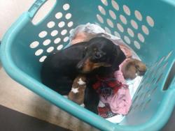 Shelter Stray Unknown Dog last seen , 2811 SE 29th St, Oklahoma City, OK 73129, USA
