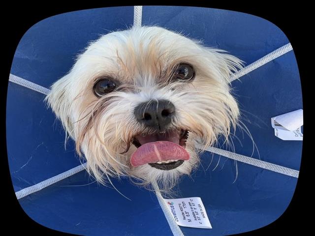 Shelter Stray Unknown Dog last seen , West Valley Animal Shelter, 20655 Plummer St, Chatsworth, CA 91311, USA