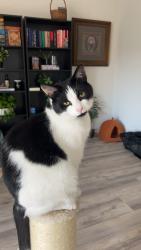 Lost Female Cat last seen 16th and 29th Ave Pl, Greeley, CO 80634