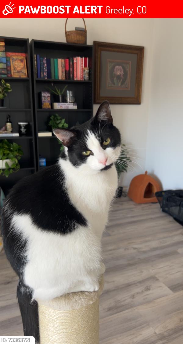 Lost Female Cat last seen 16th and 29th Ave Pl, Greeley, CO 80634