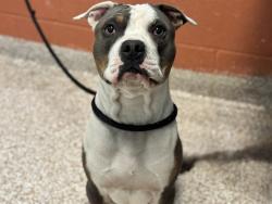 Shelter Stray Male Dog last seen Near BLOCK LAKE AVE, PUEBLO CO 81004, 4600 Eagleridge Pl, Pueblo, CO 81008, USA