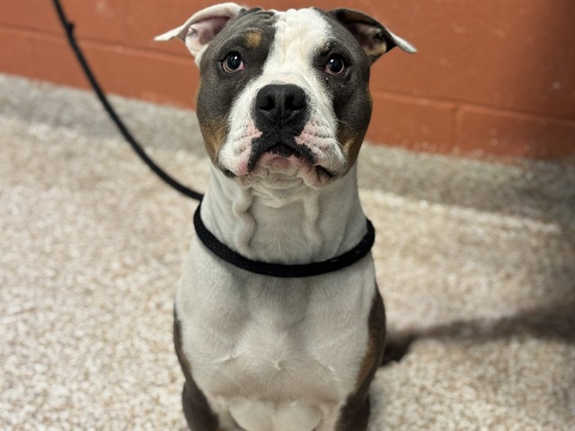 Shelter Stray Male Dog last seen Near BLOCK LAKE AVE, PUEBLO CO 81004, 4600 Eagleridge Pl, Pueblo, CO 81008, USA