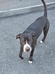 Lost Male Dog last seen Safeway grants pass oregon, Grants Pass, OR 97526