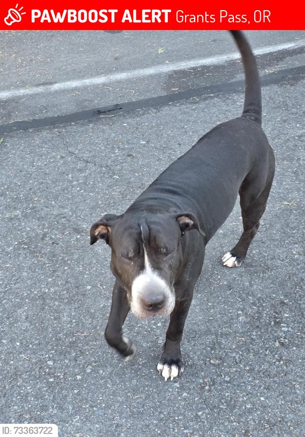 Lost Male Dog last seen Safeway grants pass oregon, Grants Pass, OR 97526