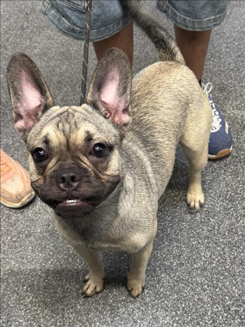 Shelter Stray Female Dog last seen , 3201 Lacy St, Los Angeles, CA 90031, USA
