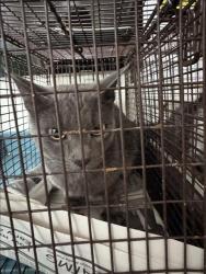 Shelter Stray Female Cat last seen , 3201 Lacy St, Los Angeles, CA 90031, USA