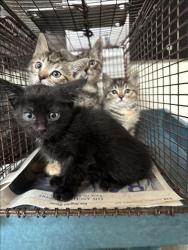 Shelter Stray Unknown Cat last seen , 3201 Lacy St, Los Angeles, CA 90031, USA