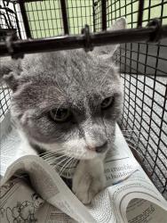 Shelter Stray Male Cat last seen , 3201 Lacy St, Los Angeles, CA 90031, USA