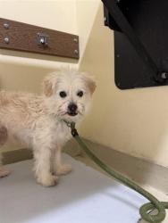 Shelter Stray Male Dog last seen SCHILLING SCHOOL, 1950 Stevenson Blvd, Fremont, CA 94538, USA