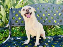 Shelter Stray Male Dog last seen , 957 N Gaffey St, San Pedro, CA 90731, USA