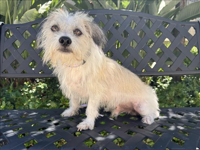 Shelter Stray Male Dog last seen , 957 N Gaffey St, San Pedro, CA 90731, USA