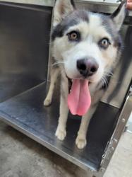 Shelter Stray Male Dog last seen , 957 N Gaffey St, San Pedro, CA 90731, USA