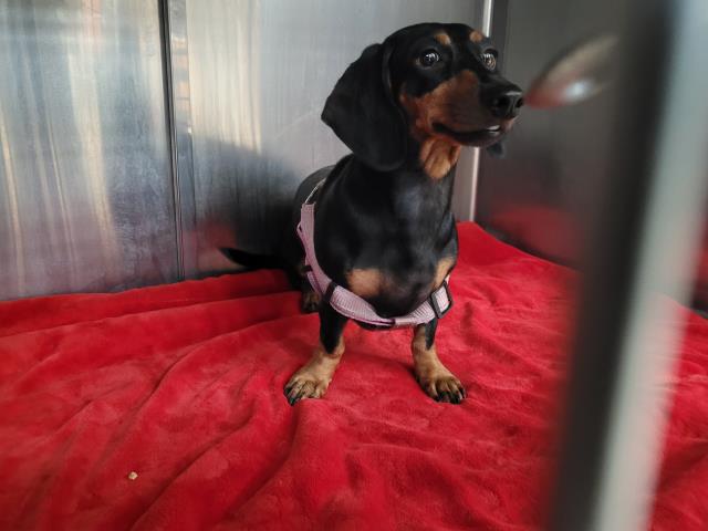 Shelter Stray Female Dog last seen , 957 N Gaffey St, San Pedro, CA 90731, USA