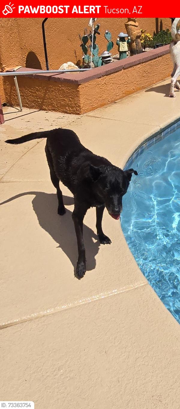 Lost Female Dog last seen Camino Seco and Speedway, Tucson, AZ 85710