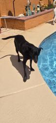 Lost Female Dog last seen Camino Seco and Speedway, Tucson, AZ 85710