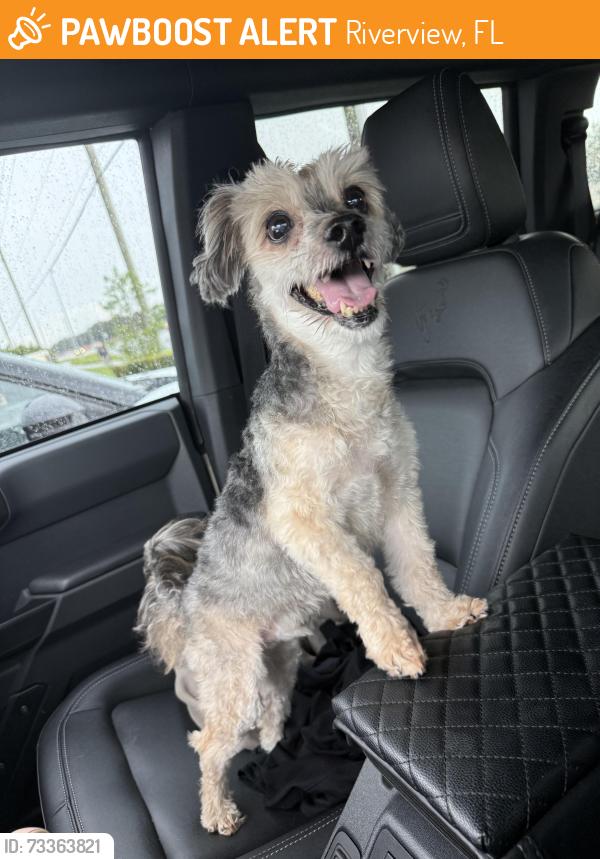 Found/Stray Male Dog last seen Ballentrae, Riverview, FL 33579