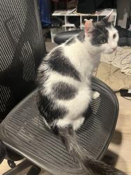Lost Female Cat last seen charro and capitan sts, Thousand Oaks, CA 91320