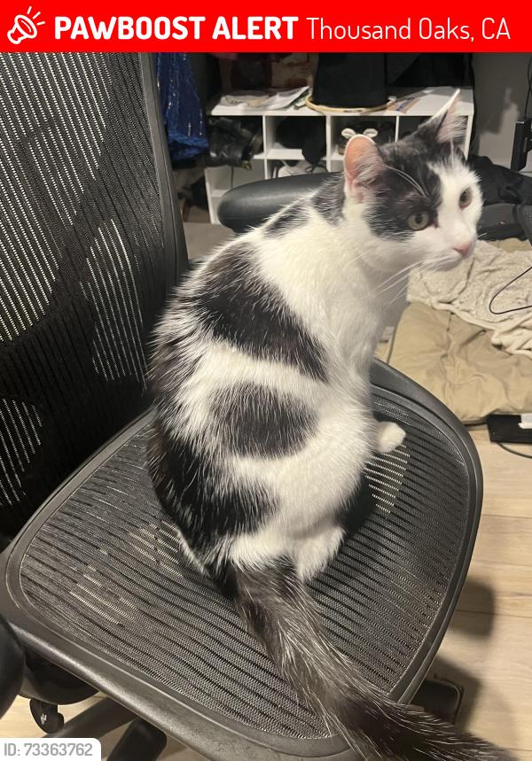 Lost Female Cat last seen charro and capitan sts, Thousand Oaks, CA 91320