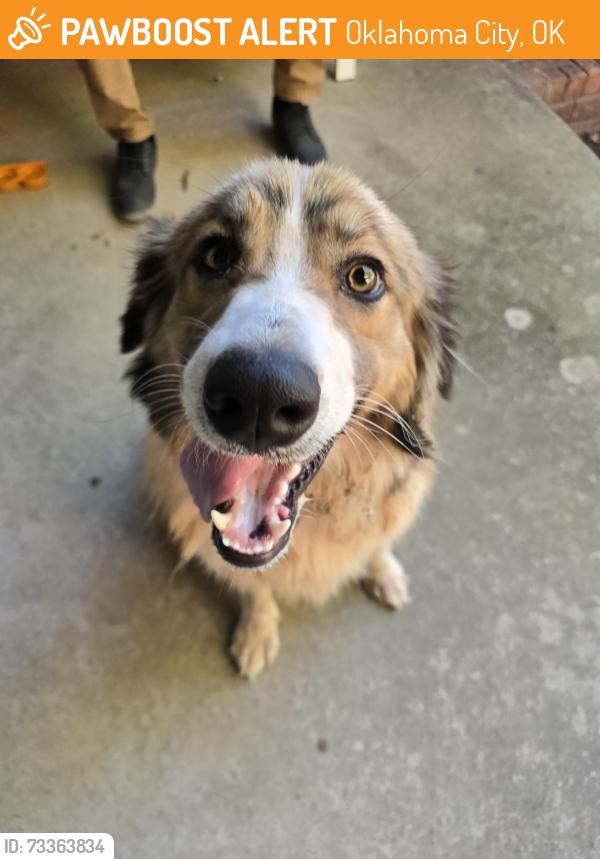 Found/Stray Unknown Dog last seen 104th and May, Oklahoma City, OK 73159
