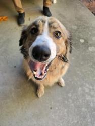 Found/Stray Unknown Dog last seen 104th and May, Oklahoma City, OK 73159