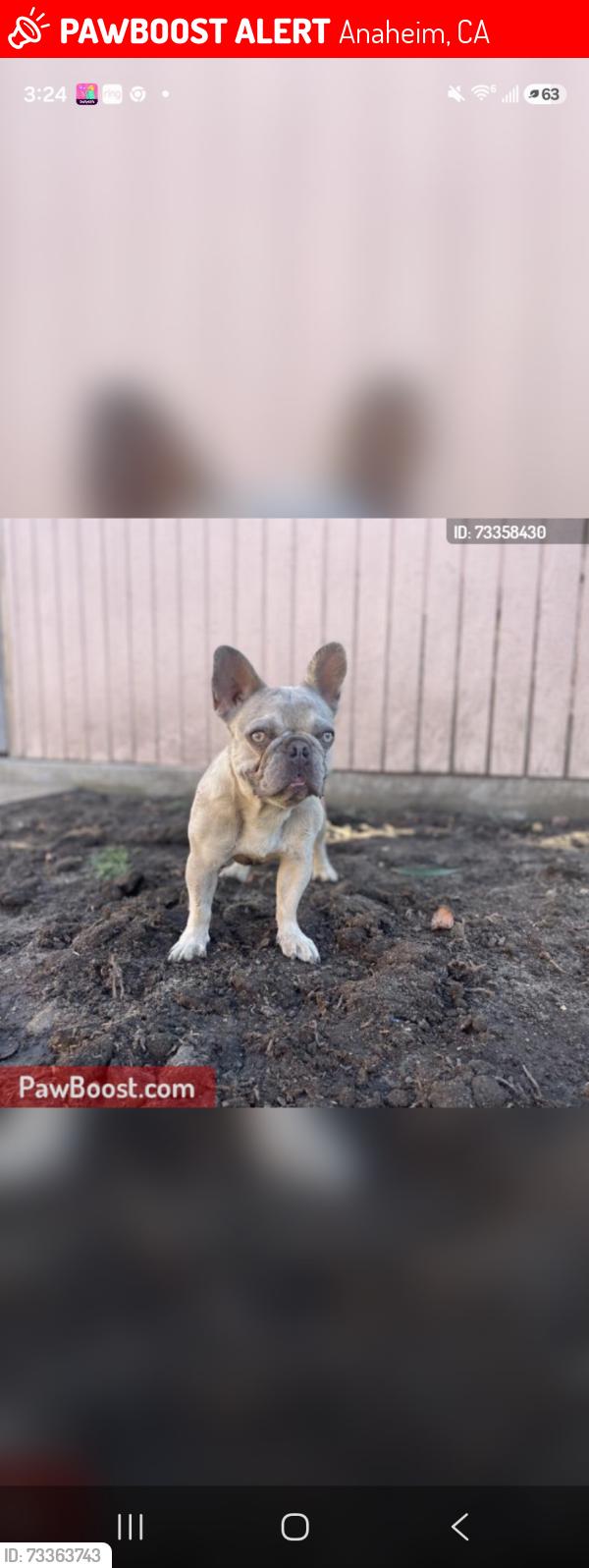Lost Female Dog last seen Anaheim near Houston head towards Gilbert, Anaheim, CA 92815