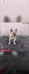 Lost Female Dog last seen Anaheim near Houston head towards Gilbert, Anaheim, CA 92815