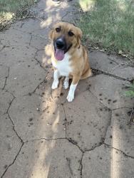 Found/Stray Female Dog last seen 28th and Chicago, Lubbock, TX 79423