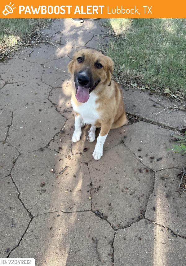 Found/Stray Female Dog last seen 28th and Chicago, Lubbock, TX 79423