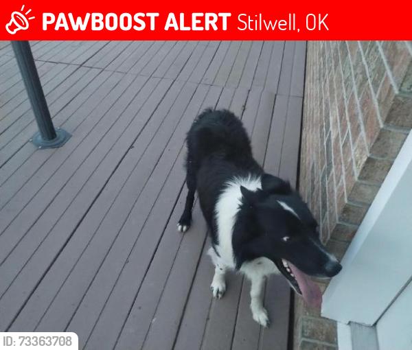 Lost Male Dog last seen hwy 59 OK, Hyw 59 AR. Bell OK, Area,. 4 corer area, OK., Stilwell, OK 74960