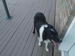 Lost Male Dog last seen hwy 59 OK, Hyw 59 AR. Bell OK, Area,. 4 corer area, OK., Stilwell, OK 74960