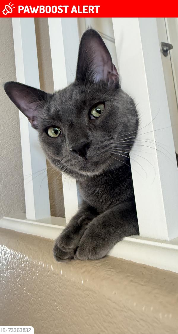 Lost Male Cat last seen Near highland court, Cranberry Township, PA 16066