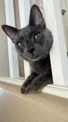 Lost Male Cat last seen Near highland court, Cranberry Township, PA 16066