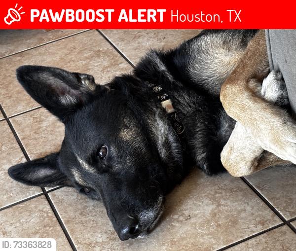 Lost Male Dog last seen Park, Houston, TX 77016