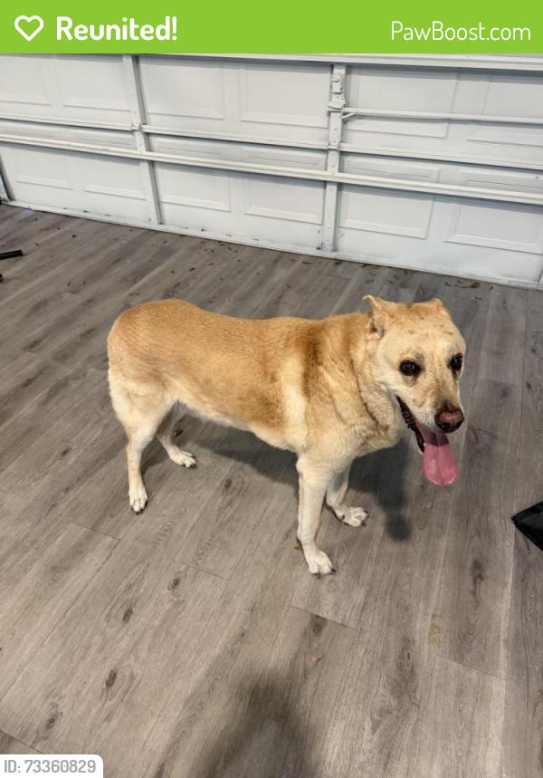 Reunited Male Dog last seen Briar Forest and Hayes Rd, Village West neighborhood, Houston, TX 77077