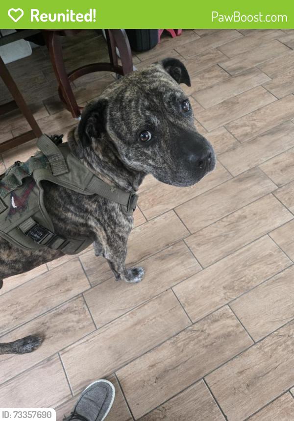 Reunited Male Dog last seen Louis St, Leesburg, FL 34748