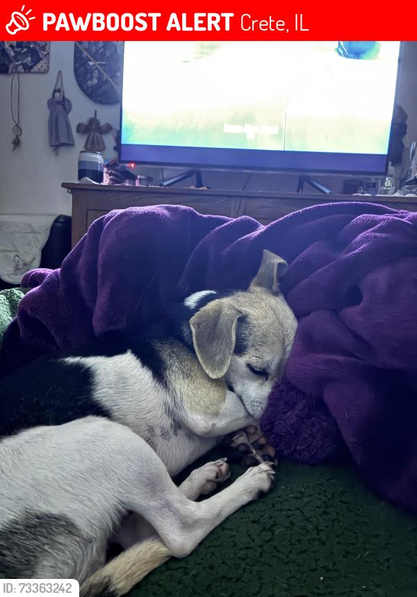 Lost Male Dog last seen Emerald Trails Campground in Crete, Illinois, Crete, IL 60417