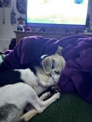 Lost Male Dog last seen Emerald Trails Campground in Crete, Illinois, Crete, IL 60417