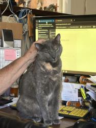 Reunited Female Cat last seen two blocks away from paramount elementary school, Azusa, CA 91702