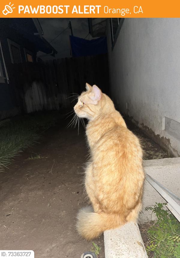 Found/Stray Male Cat last seen Palmyra Elementary School, Orange, CA 92866