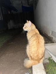 Found/Stray Male Cat last seen Palmyra Elementary School, Orange, CA 92866