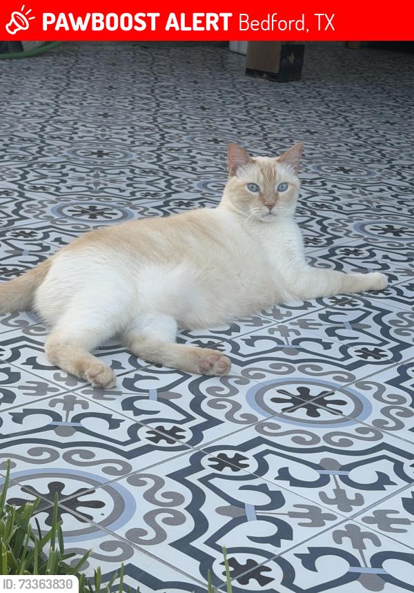 Lost Male Cat last seen Northridge & Elisha Dr, Bedford, TX 76021
