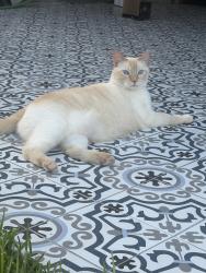 Lost Male Cat last seen Northridge & Elisha Dr, Bedford, TX 76021