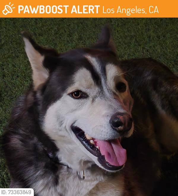 Found/Stray Male Dog last seen Van Nuys, Los Angeles, CA 91405