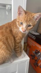 Lost Male Cat last seen Victory villa middle school, Middle River, MD 21220