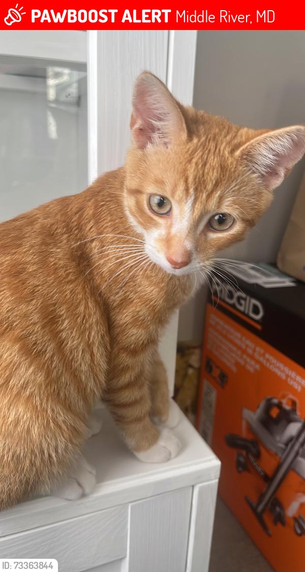Lost Male Cat last seen Victory villa middle school, Middle River, MD 21220